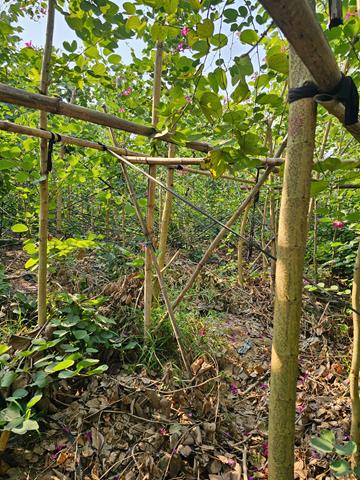 Dịch vụ trồng, chăm sóc cây xanh - Công Ty TNHH Đầu Tư Và Phát Triển Hoàng Kim